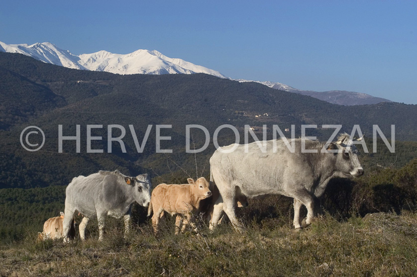 FRANCE ROUSSILLON ASPRES