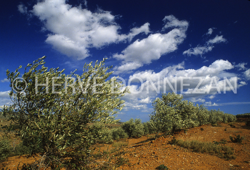 FRANCE ROUSSILLON CORBIERES