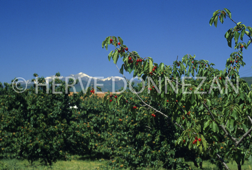 CERISES DE CERET