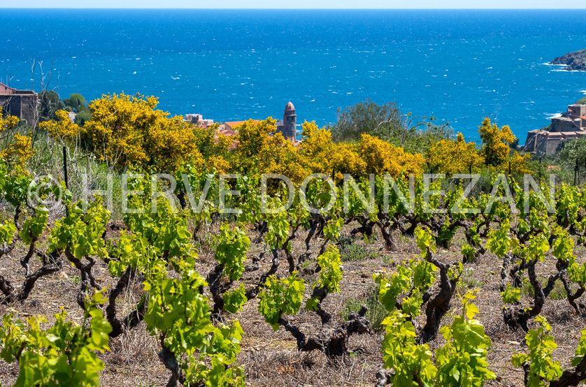 FRANCE PYRENEES ORIENTALES COLLIOURE