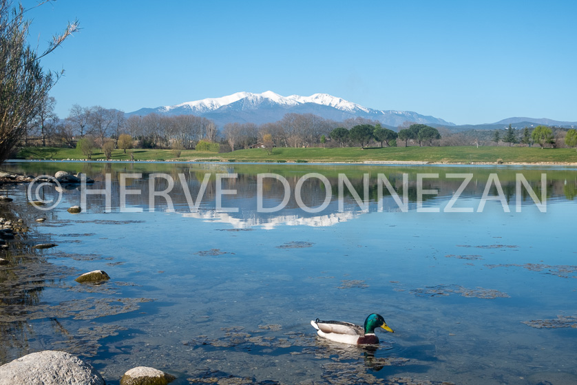 FRANCE ROUSSILLON PYRENEES ORIENTALES LE BOULOU CANIGOU