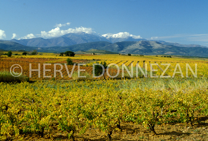 FRANCE ROUSSILLON RIVESALTES