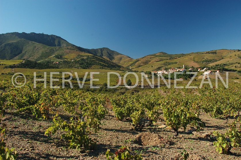 FRANCE PYRENEES ORIENTALES VIGNOBLE BANYULS 