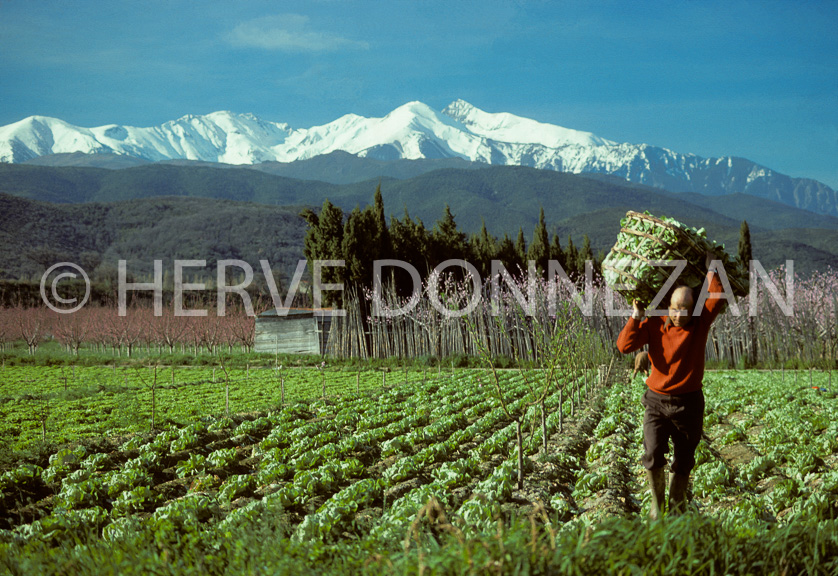 FRANCE ROUSSILLON LE CANIGOUPYRENEES ORIENTALES