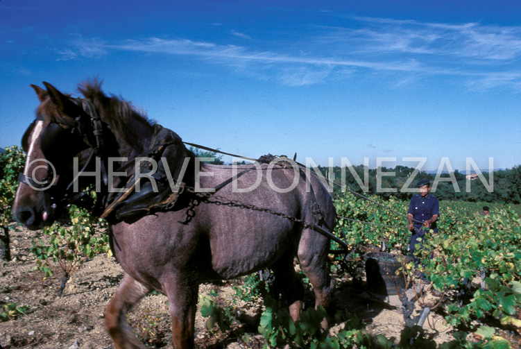 0502 ARGELES-LABOUR VIGNES 