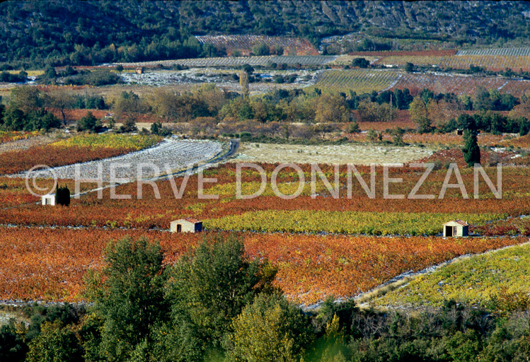 0118 VIGNES AUTOMNE