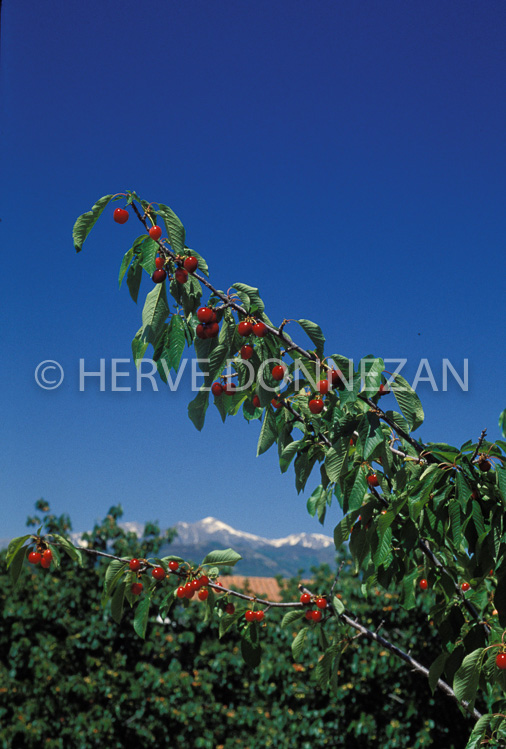 0241 CERISES CERET