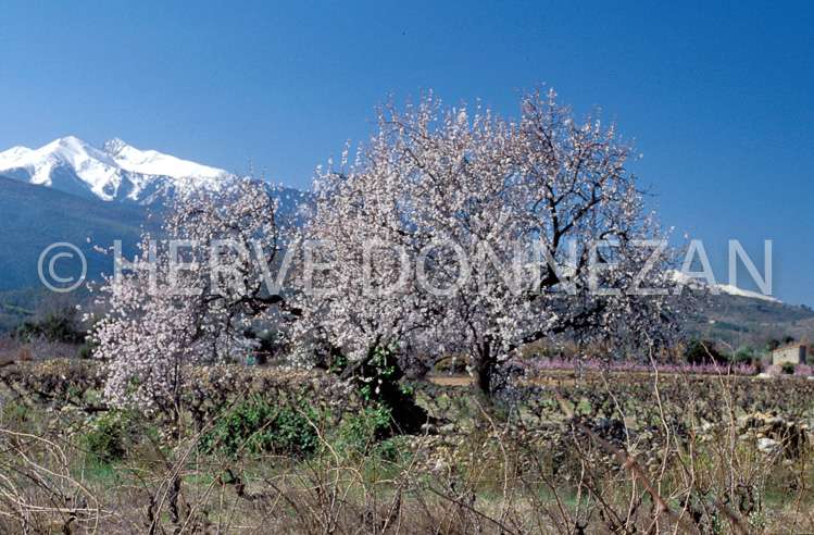 0364 AMANDIER CANIGOU_