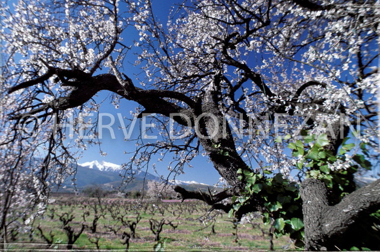 0374 AMANDIER CANIGOU