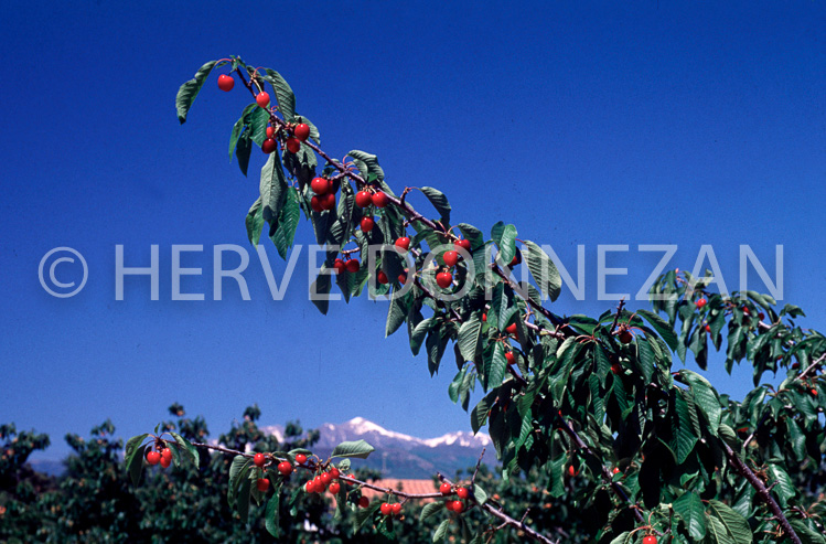 1131_1809_CERISES CANIGOU