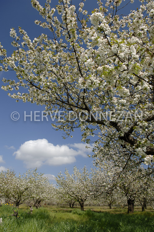 1770_48577_CERISIER