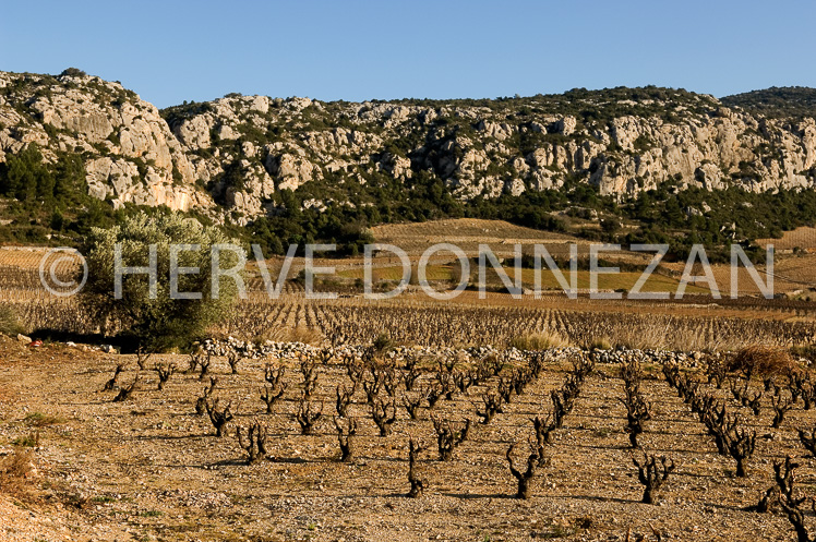 2665_61845_VIGNES_OLIVIER