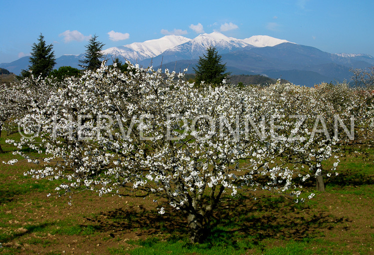 2692_54415_CERISIER_CANIGOU