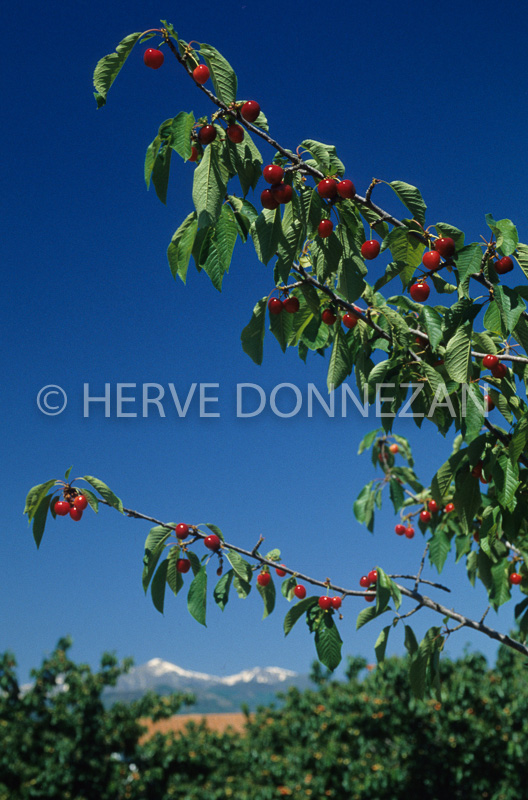 0001768-CERISES-CERET-CANIGOU