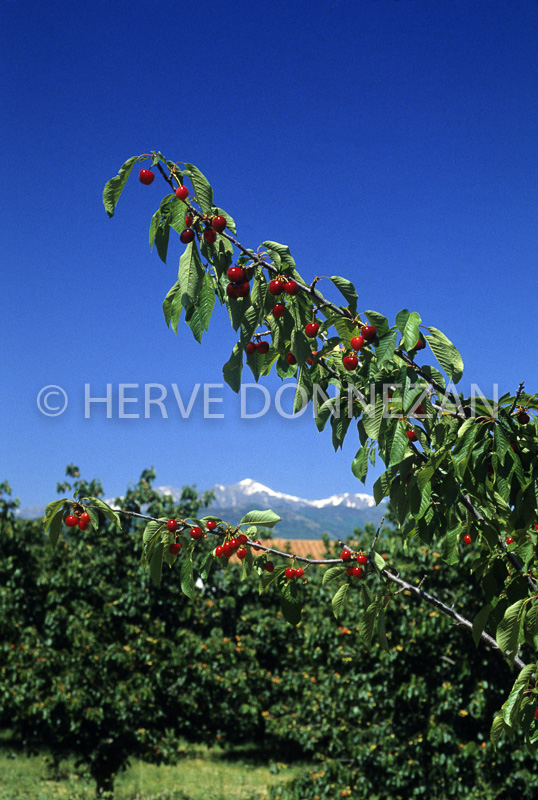 0089797-CANIGOU