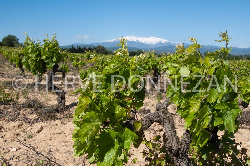0150170-CANIGOU