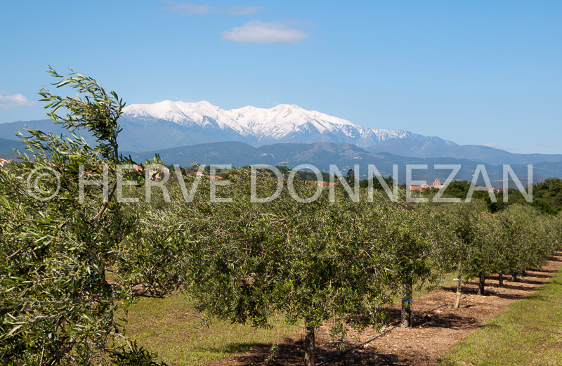 0150216-CANIGOU