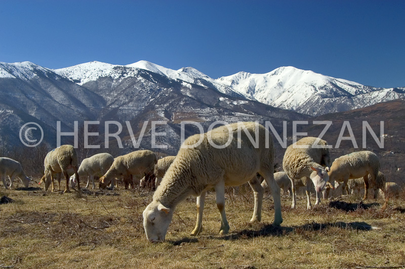 0160635-CANIGOU