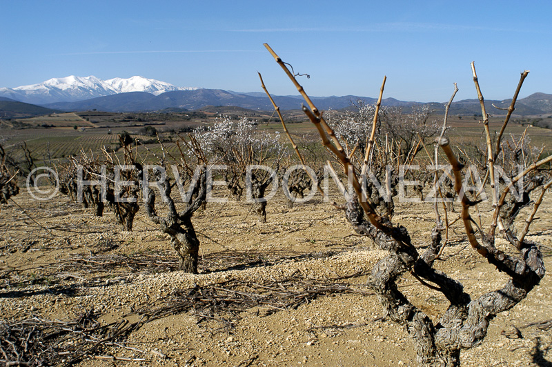 0355-21321_CEP_CANIGOU_