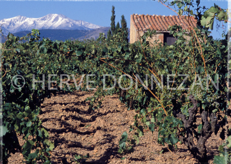 0406 LES ASPRES CANIGOU