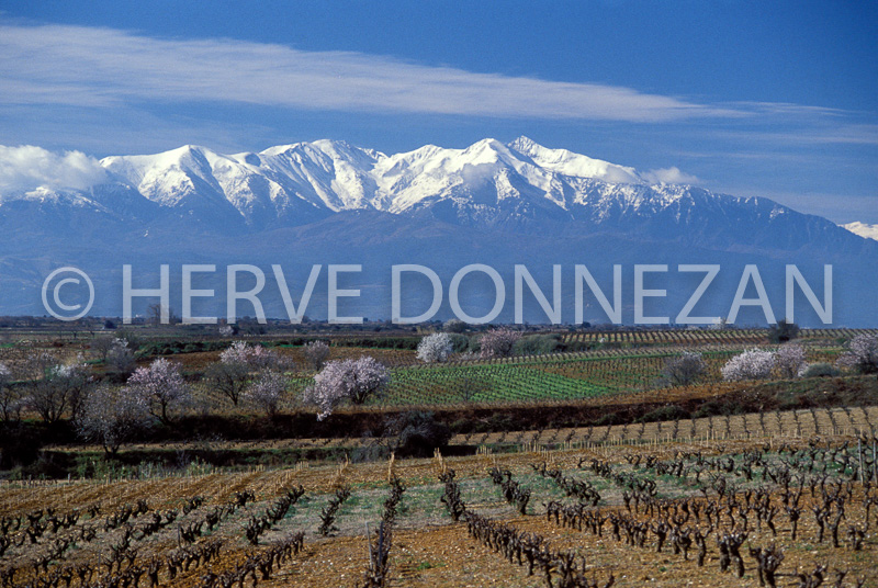 0423_21774_CANIGOU AMANDIER_