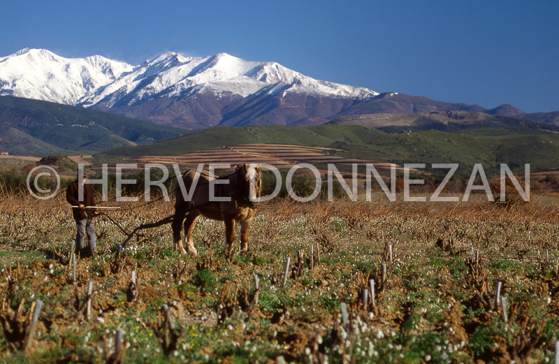 1050_LABOUR_CANIGOU H 