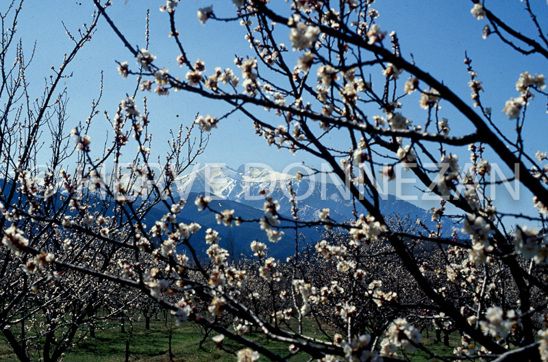1214_19690_CANIGOU_AMANDIERS_