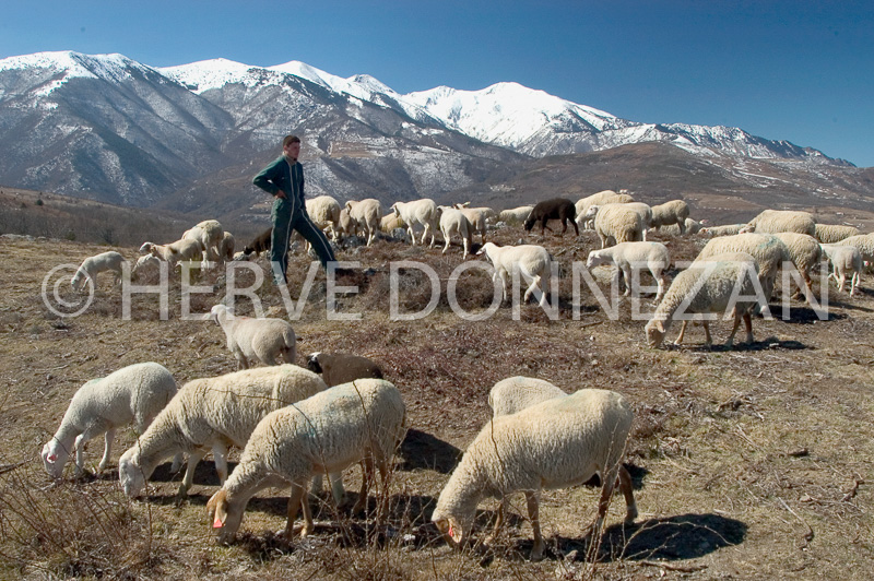 1724_9504-CANIGOU MOUTON ST MARSAL_