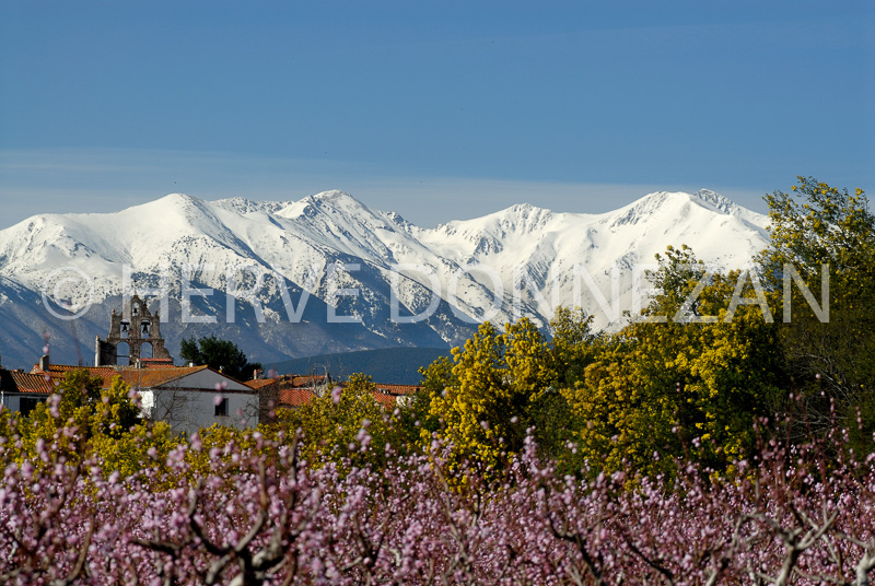1736_47717_TROUILLAS MIMOSAS_
