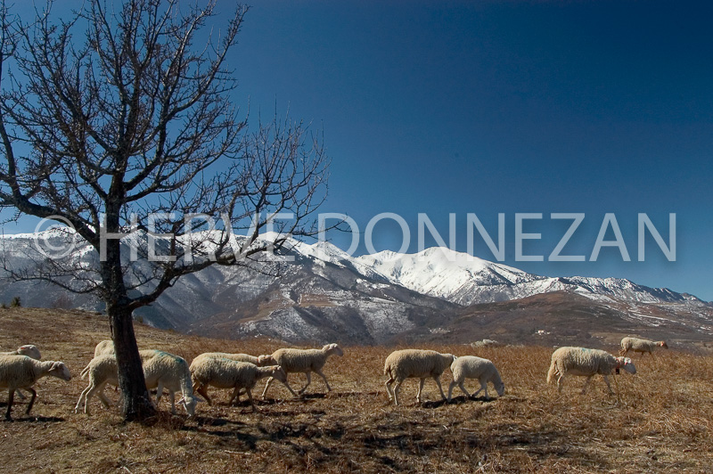1924_9471_MOUTONS_CANIGOU_