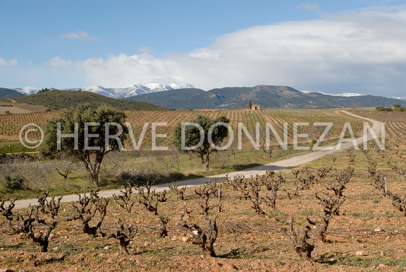 2679_46218_CANIGOU_CASOT_VIGNE.