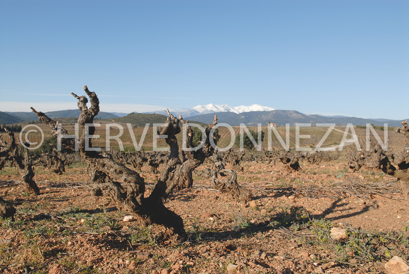 2682_46573_VIGNES_CASOT_CANIGOU_A