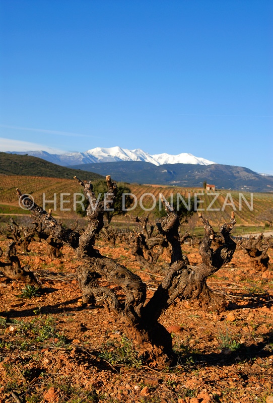 2683_46574_VIGNES_CANIGOU_CASOT_1-