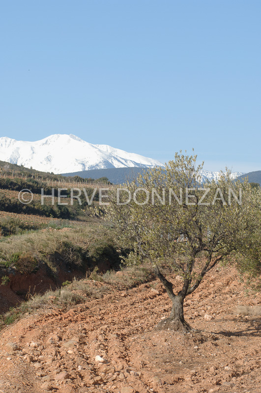 2685_46268_ASPRES_CANIGOU_