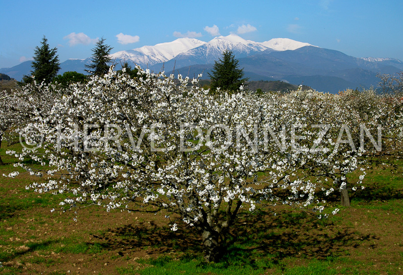 2692_54415_CERISIER_CANIGOU_