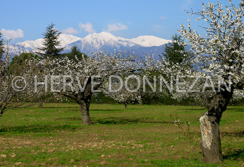 2693_54417CERISIER_CANIGOU_