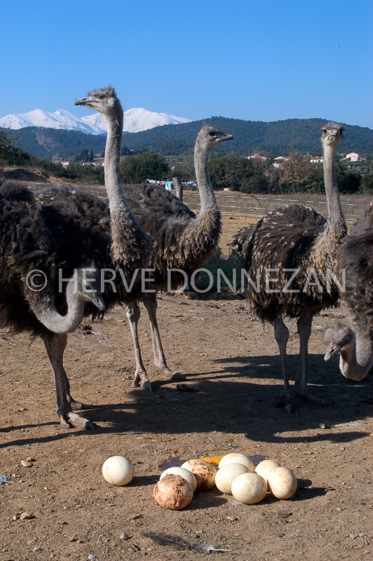 7730-CANIGOU-AUTRUCHES