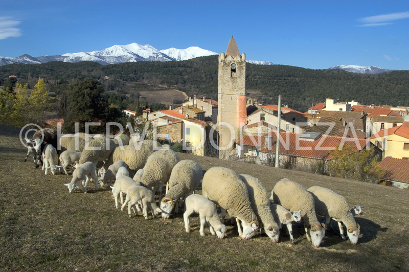 8636CLARI-CANIGOU