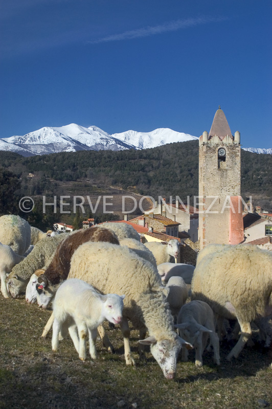 8643CLARI-CANIGOU