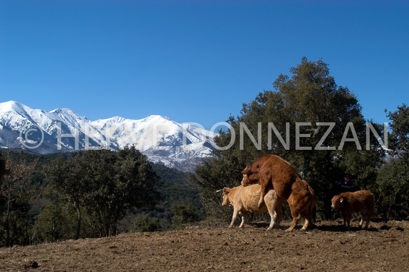 PILAR7232-CANIGOU