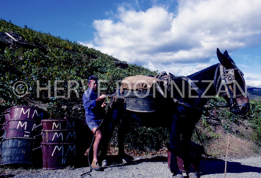 FRANCE PYRENEES ORIENTALES BANYULS VENDANGES 1976