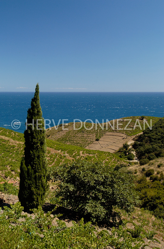 ROUSSILLON BANYULS COTE ROCHEUSE