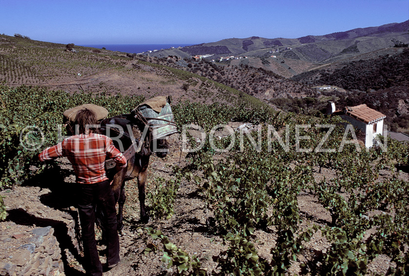 ROUSSILLON BANYULS  Vendanges Mulet