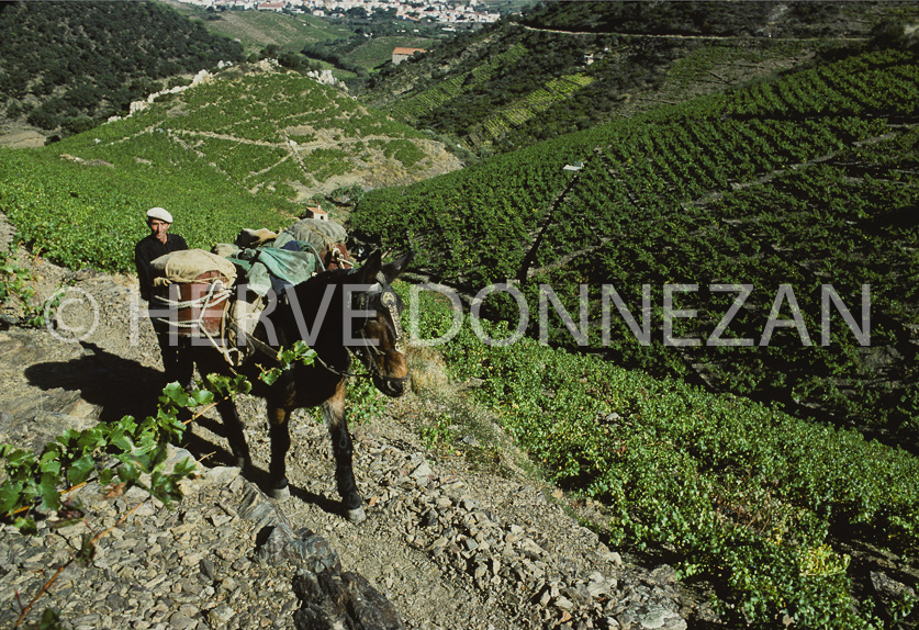 FRANCE PYRENEES ORIENTALES BANYULS VENDANGES 1976