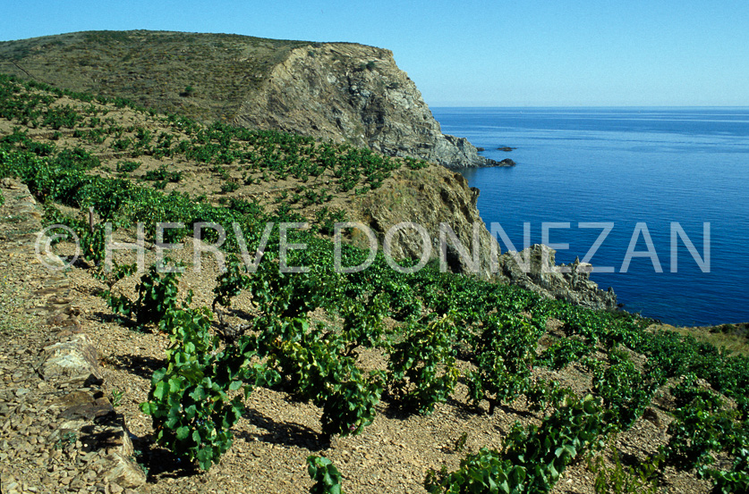 FRANCE ROUSSILLON BANYULS