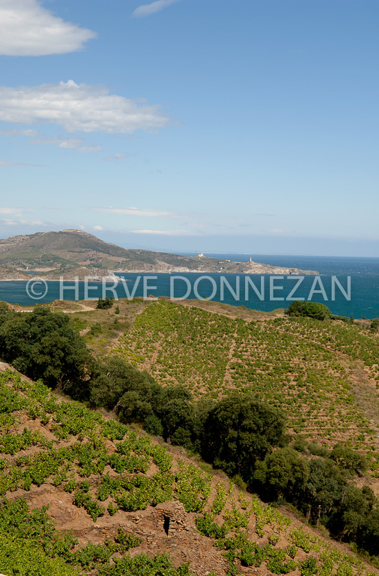 FRANCE ROUSSILLON VIGNOBLES BANYULS