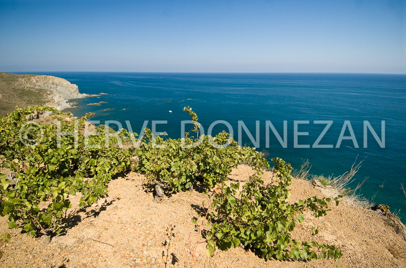 FRANCE PYRENEES ORIENTALES BANYULS SUR MER COTE VERMEILLE