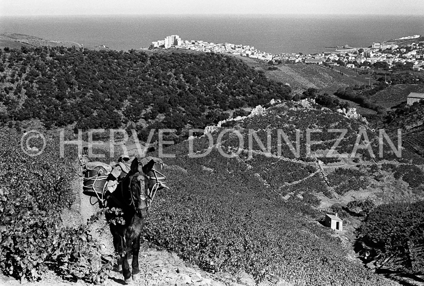 FRANCE ROUSSILLON VIGNOBLES BANYULS