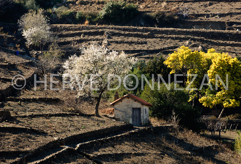 FRANCE PYRENEES ORIENTALES CRU BANYULS