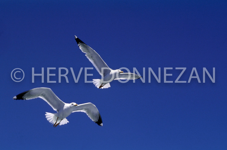 0210 MOUETTE_A4